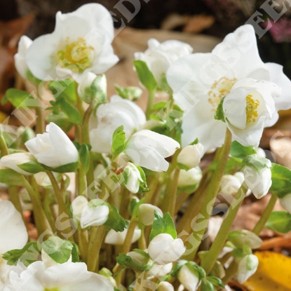 Picture of Helleborus - Niger